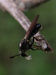 Cerotainia macrocera