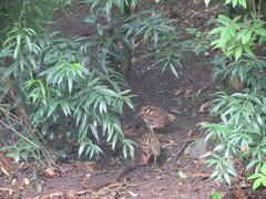 Arborophila rufogularis