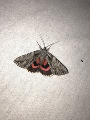Catocala coccinata