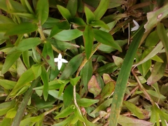 Diodia