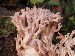 Ramaria australiana