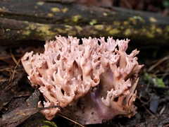 Ramaria australiana