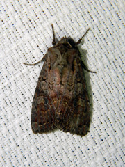 Lacanobia radix