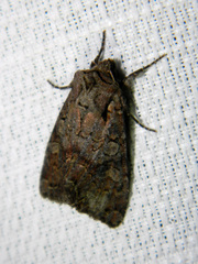 Lacanobia radix
