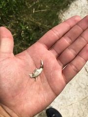 Urocitellus richardsonii