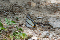 Polyura nepenthes