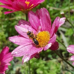 Leioproctus fulvescens