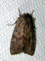 Lacanobia radix