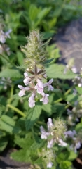 Agastache pallidiflora