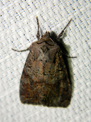 Lacanobia radix