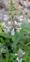 Agastache pallidiflora