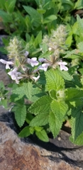 Agastache pallidiflora