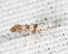 Cameraria hamadryadella