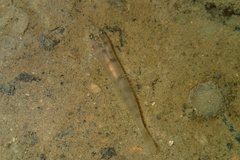 Roberts's Brook Loach photo 3