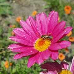 Leioproctus fulvescens