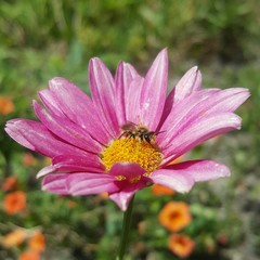 Leioproctus fulvescens