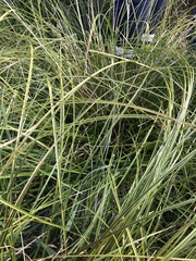 Carex virgata