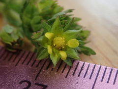 Potentilla rivalis