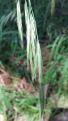 Bromus vulgaris