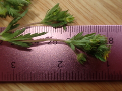 Potentilla rivalis