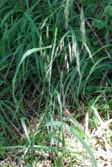 Bromus vulgaris