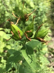 Hypericum ascyron pyramidatum