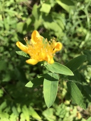 Hypericum ascyron pyramidatum