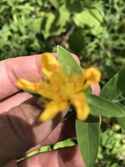 Hypericum ascyron pyramidatum