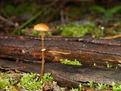 Conocybe filaris