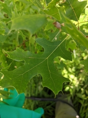 Quercus