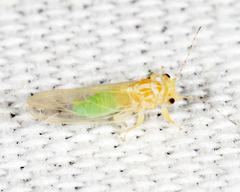 Cacopsylla annulata