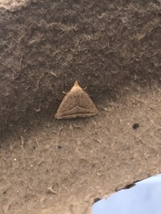 Macrochilo absorptalis