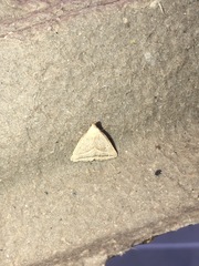 Macrochilo absorptalis