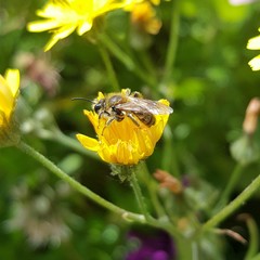 Leioproctus fulvescens