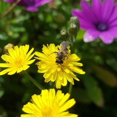 Leioproctus fulvescens