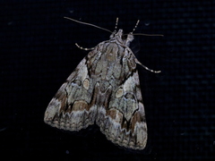 Catocala blandula