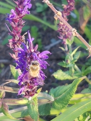 Apis mellifera