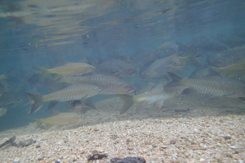 Soro mahseer (Neolissochilus soroides) — Cyprinidae — 4
