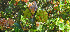 Ceanothus purpureus