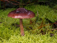 Thaxterogaster submagellanicus