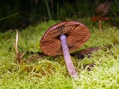 Thaxterogaster submagellanicus