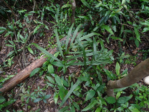 Woodwardia harlandii iNat (1)