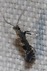 Gracillaria syringella