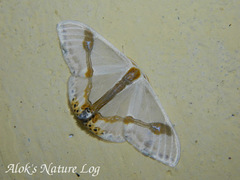 Macrocilix mysticata