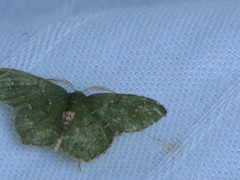 Chloropteryx nordicaria
