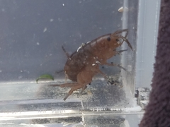 Traskorchestia traskiana