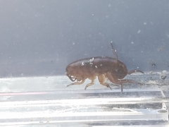 Traskorchestia traskiana