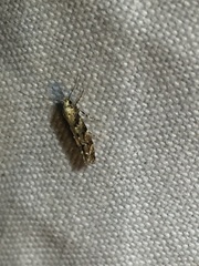 Aristotelia rubidella