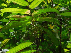 Tetrathylacium macrophyllum