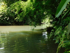 Tetrathylacium macrophyllum